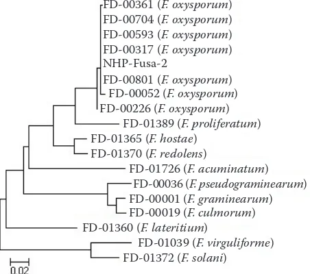 Figure 1. Phylogenetic tree reveals the relationships among NHP-Fusa-2 and the related taxa