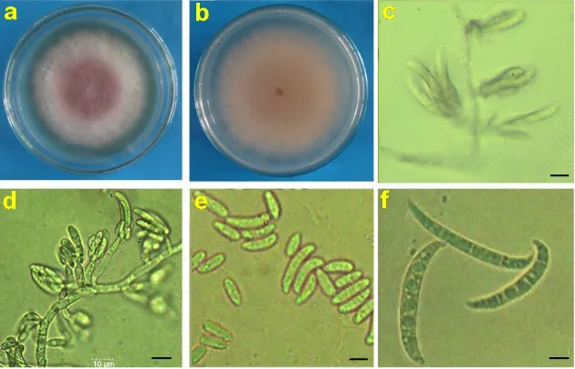 Table 1. Inhibition of mycelial growth and conidial production of Fusarium oxysporum NHP-Fusa-2 in the bi-culture antagonistic test 