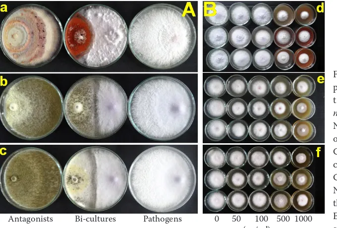 Table 2. Effect of the crude extracts on mycelial growth of Fusarium oxysporum NHP-Fusa-2