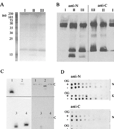 FIG. 1. Characterization of isolated and liposome-reconstituted M2 protein. (A) SDS-PAGE (12.5% polyacrylamide) of M2 preparations (I,II, and III) stained with Coomassie blue