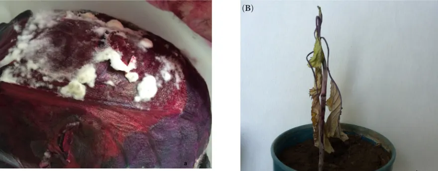 Figure 1. White mould disease on red cabbage head (A) and stem (B) aused by Sclerotinia sclerotiorum