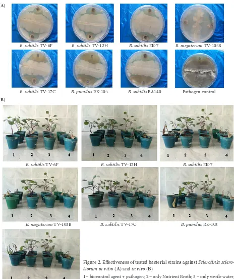 Figure 2. Effectiveness of tested bacterial strains against Sclerotinia sclero-tiorum in vitro (A) and in vivo (B)