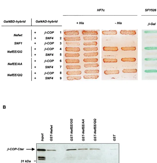 FIG. 1. Mutation of the di-Glu sequence does not affect the binding of Nef to �and SFY526 yeast strains expressing the indicated pairs of Gal4BD and Gal4AD hybrid proteins were analyzed for histidine auxotrophy andactivity, respectively