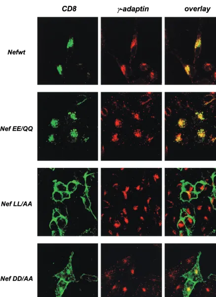 FIG. 3. Subcellular distribution of the CD8-Nef chimeras and AP1 complexes. HeLa cells were transfected with the CD8-Nef expressionvectors