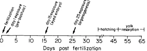 Fig. 1. Trout embryo development and benzo(a)pyrene exposure schedule. Following fertilization, eggs were allowed to water harden for 24 h, after which they were exposed to B(a)P in water (0.5 % hatching, sac fry (larva and yolk) were also collected for an