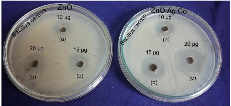 Fig. 1.3 Zone of inhibition of ZnO:Ag:Co nanopowders  against (a) B. cereus bacteria 