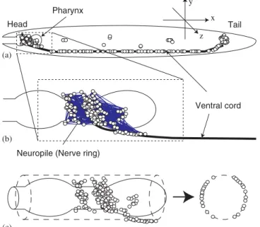 Fig. 1. (a) Schematic diagram of locations of neurons in C. elegans. (b) Locations of head neurons, neuropile, and ventral cord and the connections between the head neurons and (c) Schematic diagram of constructing the three-dimensional neuronal map from a