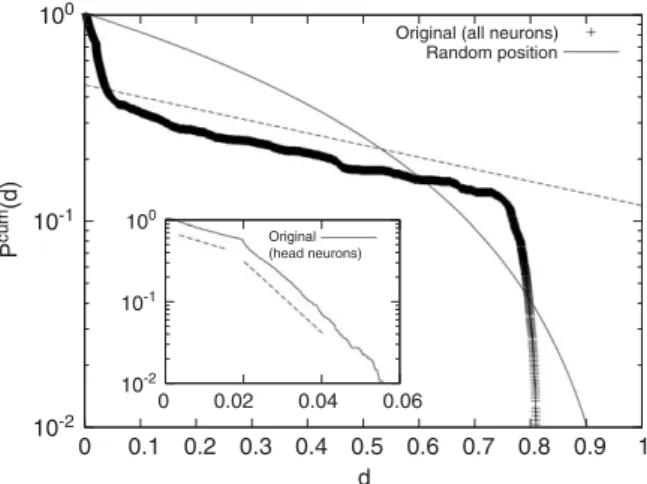 Fig. 2. Cumulative distribution function P cum ðdÞ versus the interneuronal distance d, which exhibits the piecewise exponential decay form of expðd=xÞ