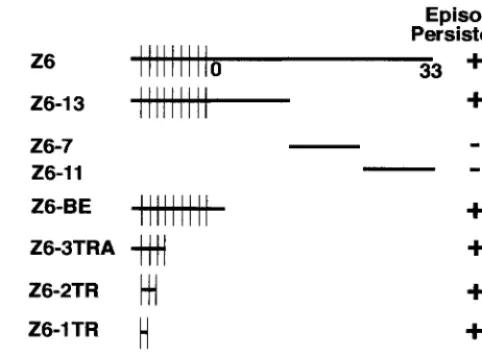 FIG. 1. Schematic diagram of KSHV DNAs assayed for episomepersistence. Approximate KSHV genome coordinates (in kilobases)