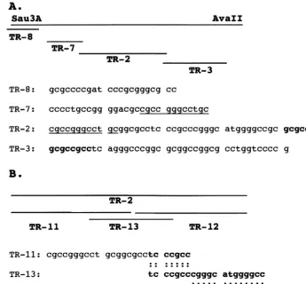 FIG. 4. KSHV TR oligonucleotides. (A) The positions of TR-8, TR-7, TR-2, and TR-3 within the 132-bp SauTR are shown schematically, TR-8 extends 7 nt 5synthesized