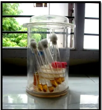 Fig 19 Incubated for 2 weeks                                                                             