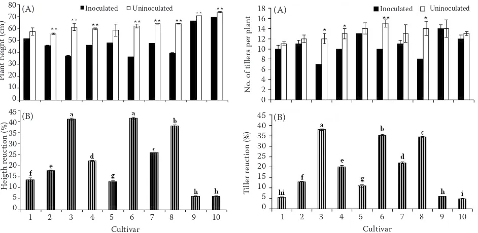Figure 3. Average number of tillers per plant of Rice yellow mottle virus-inoculated and uninoculated rice cultivars (A), and tiller reductions after inoculation (B), from two independent trials under screenhouse conditions