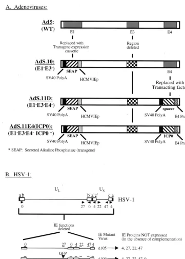 FIG. 1. Adenovirus and HSV-1 mutant virus structures. (A) Adenovirus constructs compared to wild-type Ad5 structure (top) with respect toE1, E3, and E4 regions