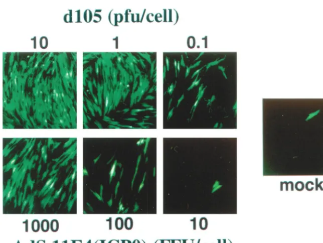 FIG. 2. Transactivation of quiescent viral genes. The ability of ICP0 expressed from either dotherwise silent HCMVIEp-GFP transgene encoded bywithﬂuorescence microscopy 48 h later.represents a rare event that was not seen in many other ﬁelds of105 or from 