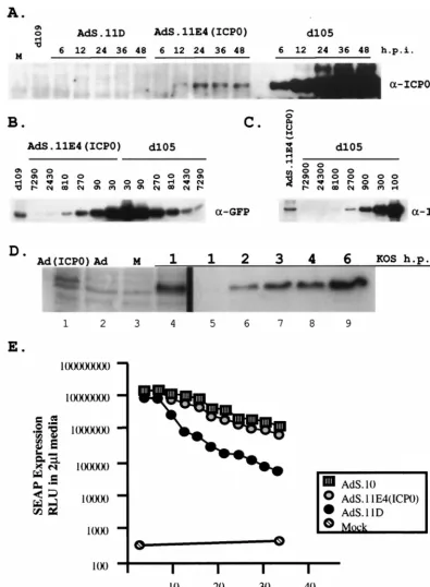 FIG. 6. Expression level of ICP0 and transactivation of gene expression. HEL cells were infected with HSV-1 IE mutant virus d10) 24 h prior to superinfection with 10 PFU ofTotal cellular protein was harvested at the indicated times postsuperinfection and a