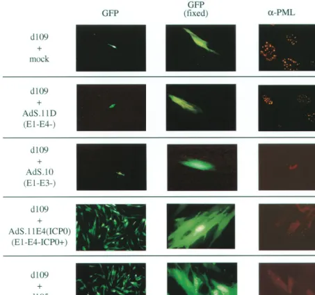 FIG. 7. Disruption of ND10 and activation of gene expression. The ability of ICP0 expressed from AdS.11E4(ICP0) to disrupt ND10 wasassayed by immunoﬂuorescent staining of ND10 constituent PML as described in Materials and Methods