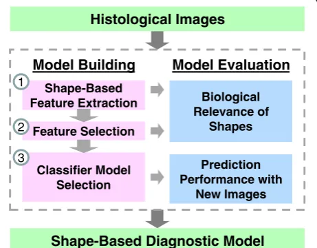Figure 2 Building and evaluating a shape-based diagnosticmodel using histological images