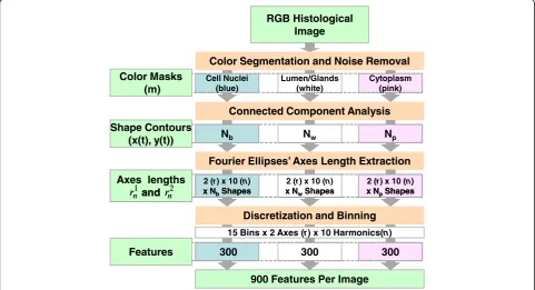 Figure 7 The data flow for extraction of 900 shape-based features from a histological image.image based on stains: blue (nuclei), pink (cytoplasm), and white (no-stain/gland)