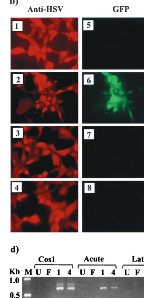 FIG. 7. Construction and analysis of a LAT-GFP virus. (a) South-ern blot of LAT-GFP recombinant virus DNA