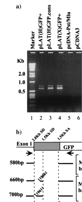 FIG. 4. RT-PCR mapping of LAT-GFP RNA splice junctions. (a)Total transfected cell RNA was reverse transcribed and PCR ampliﬁed