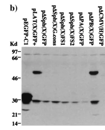 FIG. 5. Characterization of LAT-GFP expression products. (a) Va-rious deletions and mutations were introduced onto the background of