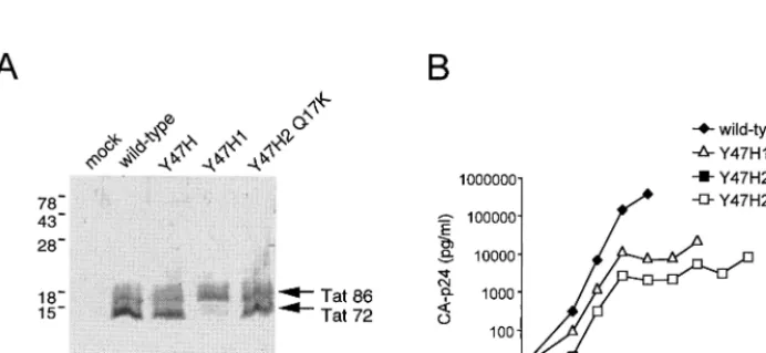 FIG. 1. (A) Genetic organization of the HIV-1 provirus. The position of the Y47H2 mutation at the tat-revreversion in thepreviously (25)