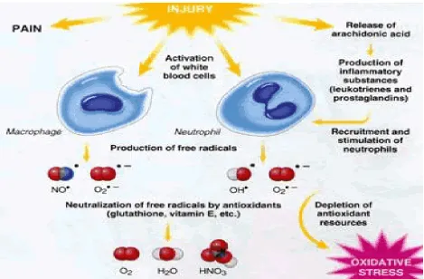 Fig.2: Complications produced by free radicals in the body 