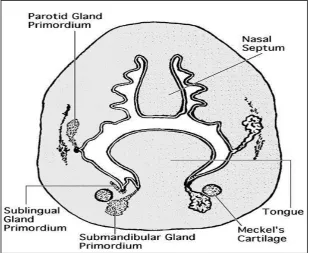 Fig. a)  DEVELOPMENT OF PAROTID GLAND 
