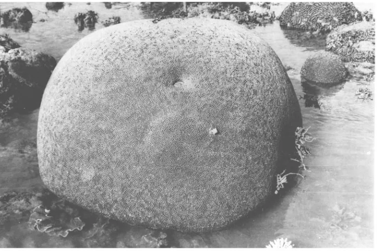 Fig. 1. A colony of Platygyra sinensis (approximately 90 cm in diameter) emersed at spring low tide