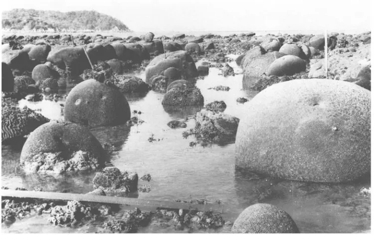Fig. 2. Emersion of reef-flat during spring low tide at Cockle Bay, Magnetic Island. Note the fiat, dead tops on some of the colonies