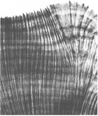 Fig. 8. X-radiograph of a section of Platygyra pini (actual size) with annual growth bands