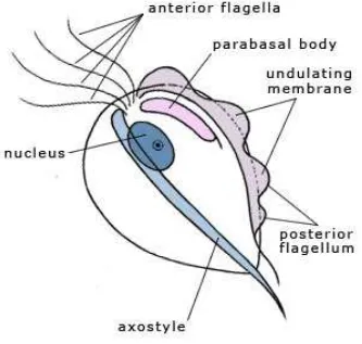 Figure 1.Structure of Trichomonas vaginalis. 