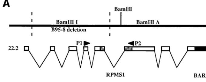 FIG. 1. Structure and expression of RPMS-encoding mRNA. (A)Relative positions of the RPMS1 and BARF0 ORFs in EBV BARTs.