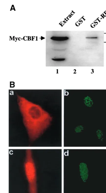 FIG. 2. RPMS protein expression in transfected cells. (A) Westernblot analysis of extracts from HeLa cells transfected with a six-Myc-