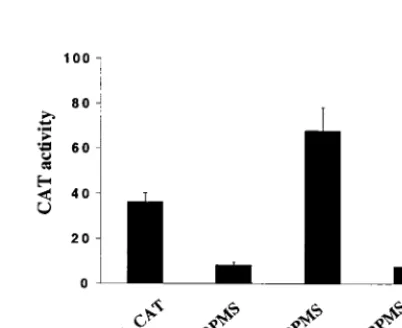 FIG. 4. RPMS interacts with the CBF1 corepressor Sin3A. RPMSinteracts with mSin3A, a component of the CBF1 corepressor com-