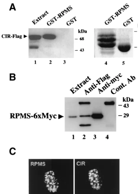 FIG. 6. Interaction of RPMS with CIR. (A) GST afﬁnity assayshowing binding of CIR-Flag from transfected HeLa cell extracts to