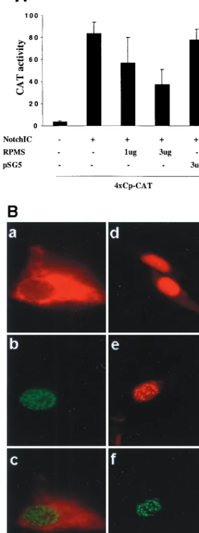 FIG. 8. RPMS blocks NotchIC function in a muscle cell differen-tiation assay. Shown are photomicrographs of C2C12 myoblasts (a, b),