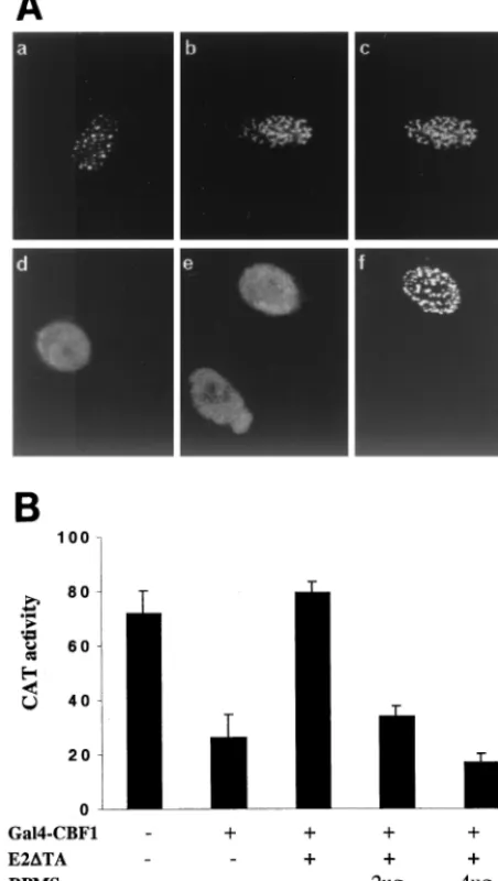 FIG. 9. RPMS-EBNA2 interactions. (A) Indirect IFA showing co-localization of RPMS with EBNA2 in cotransfected Vero cells with