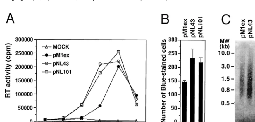 FIG. 5. Comparison of replication capacity and endogenous RT activity among pM1ex, pNL43 and pNL101 viruses