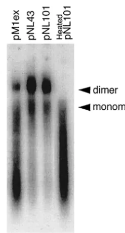FIG. 7. Nondenaturing Northern blot analysis of HIV-1 genomicRNA. Viral RNA samples corresponding to 500 ng of p24 were sep-