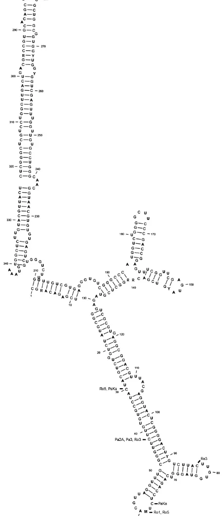 Figure 3. chiensissegment of 28S rRNA gene of The general secondary structure of the D2 G