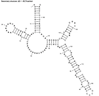 Figure 4. The general secondary structure of the D3 segment of 28S rRNA gene of G. pallida and G