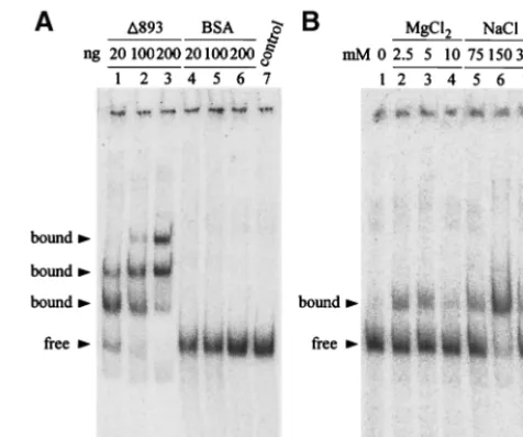FIG. 2. EMSA of the RNA-protein interaction for speciﬁcity anddependence on salt concentration
