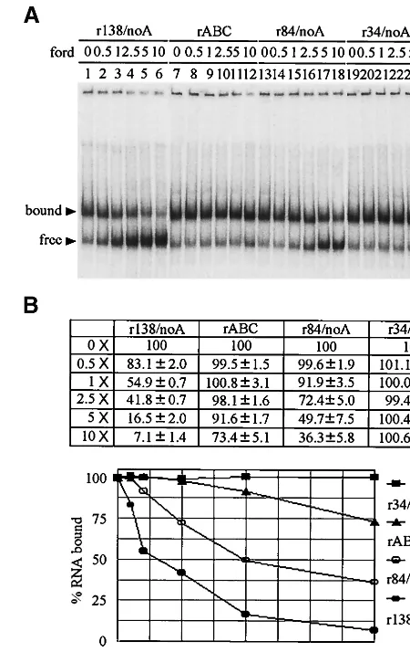 FIG. 5. Mapping of the binding domains of �riboprobe for further incubation for 10 min