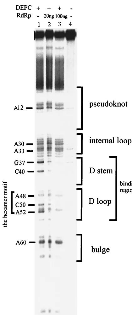 FIG. 6. DEPC footprint of the �r84/40 RNA. Show is an autoradiograph of the aniline cleavage prod-ucts on a polyacrylamide gel containing 8% urea