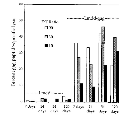 FIG. 1. Attenuated Lmdaldat-gaggagterm-memory CTL response following a single i.p. infection