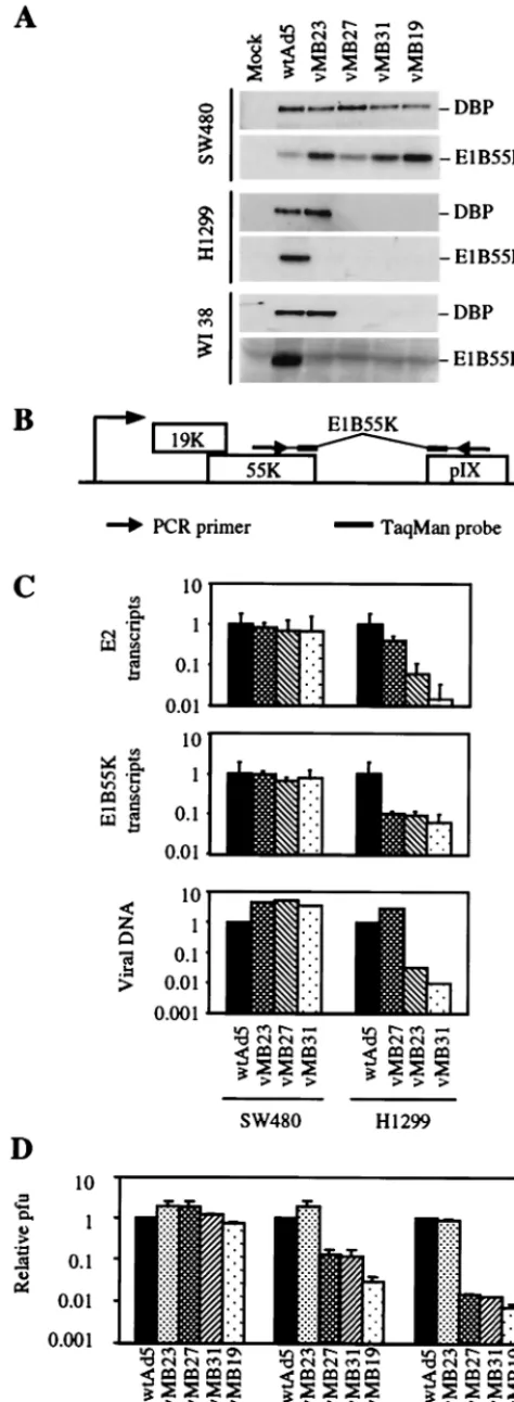 FIG. 4. Activity of viruses with Tcf sites in the E1B and E2 pro-moters. (A) Western blot showing DBP and E1B 55K expression 24 h