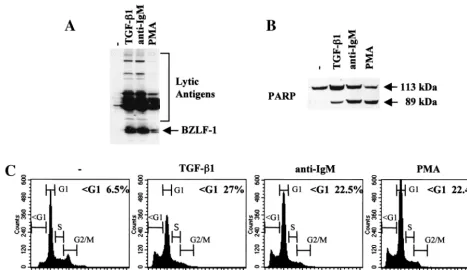 FIG. 1. Inducers of the lytic cycle of EBV concomitantly induce apoptosis. (A and B) Western blot analysis of 50 �lysates prepared from Mutu-I cells, untreated (Probed with EE human serum; (B) probed with a polyclonal anti-PARP rabbit serum