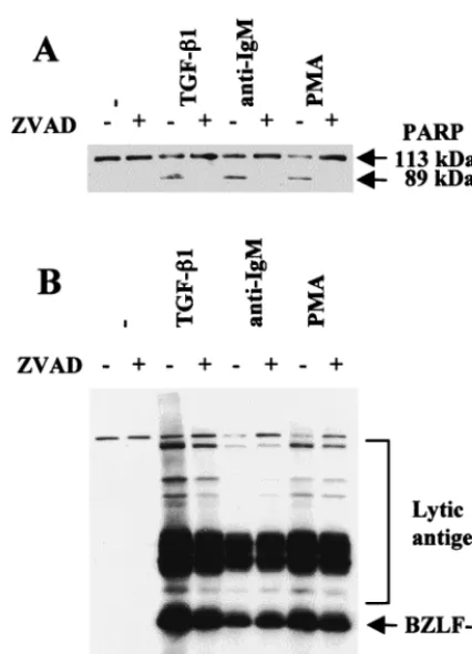 FIG. 2. Inhibition of caspase activity does not block induction ofthe lytic cycle. Mutu-I cells were pretreated with the pan-caspase