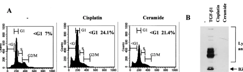 FIG. 4. Most BZLF1-expressing cells have a �or PMA for 48 h were ﬁxed and stained with the BZ-1 MAb and then stained for DNA content with PI